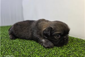Chester - Pekingese for sale