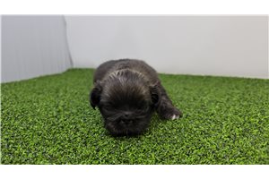 Emory - puppy for sale