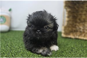 Maggie - Pekingese for sale