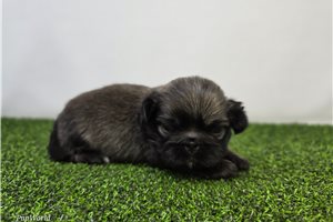 Ashe - puppy for sale