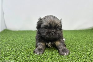 Emory - Pekingese for sale