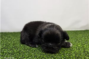 Maggie - puppy for sale