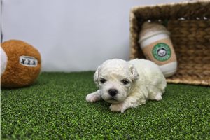 Toby - puppy for sale