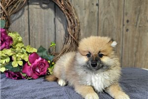 Flipper - Pomeranian for sale