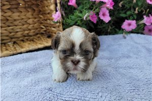 Small Dogs For Sale | Toy Puppy Breeds | Pawrade.Com