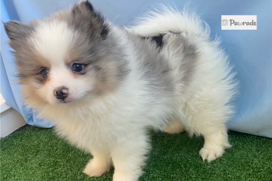 Taylor - Pomeranian for sale