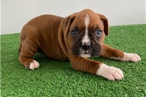 Julie - puppy for sale