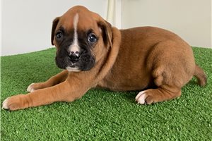 Joey - Boxer for sale