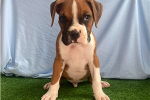 Jamison - Boxer for sale