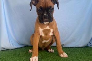 Roger - Boxer for sale