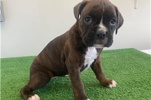Jocelyn - Boxer for sale