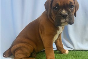 Sally - Boxer for sale