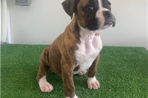 Neely - Boxer for sale