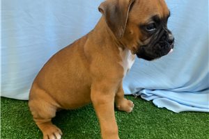 Lucile - Boxer for sale
