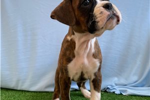 Louise - puppy for sale