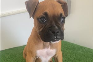 Nutmeg - Boxer for sale