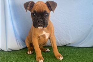 Rachel - Boxer for sale