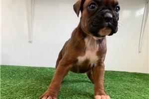 Harmony - puppy for sale