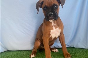 Roman - Boxer for sale