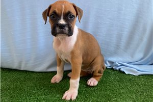 Lila - Boxer for sale