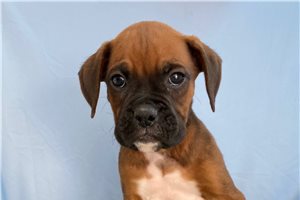 Roman - puppy for sale