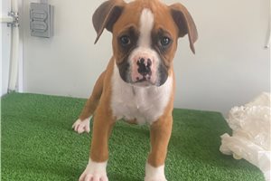Grant - Boxer for sale