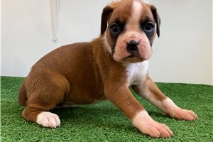 Hannah - puppy for sale