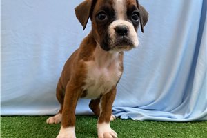 Lovey - Boxer for sale