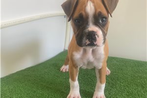 Nica - Boxer for sale