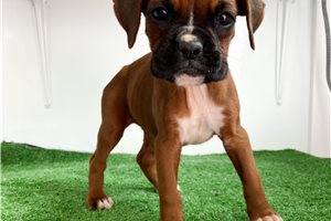 Hailey - Boxer for sale