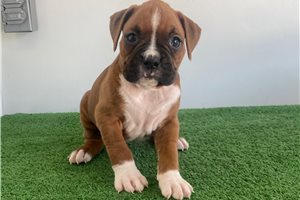 Julie - puppy for sale