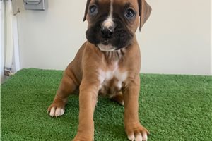 Joey - Boxer for sale