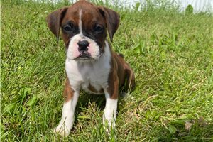 Luca - Boxer for sale