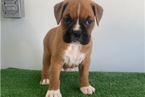 Jessica - puppy for sale