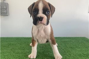 January - Boxer for sale