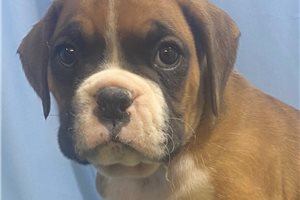 Sarge - Boxer for sale
