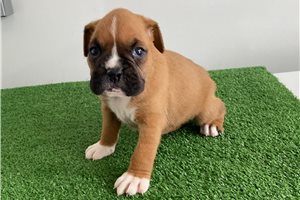Jessica - Boxer for sale