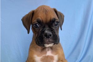Roger - puppy for sale