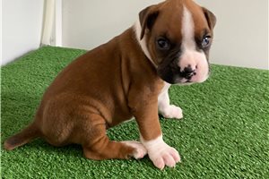 Jamison - puppy for sale