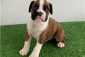 January - puppy for sale