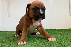 Hailey - Boxer for sale