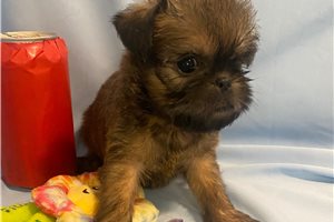 Brynlee - Brussels Griffon for sale