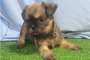 Veronica - Brussels Griffon for sale