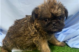 Virginia - Brussels Griffon for sale