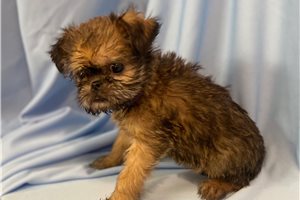 Blair - Brussels Griffon for sale