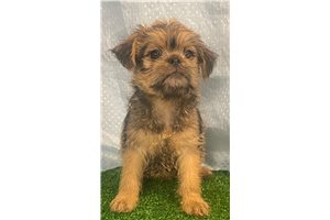 Finn - Brussels Griffon for sale