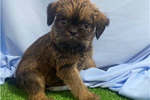 Vienna - puppy for sale
