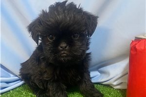 Victor - Brussels Griffon for sale