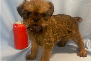 Bailey - Brussels Griffon for sale