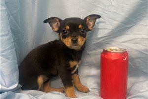 Maria - Chihuahua for sale
